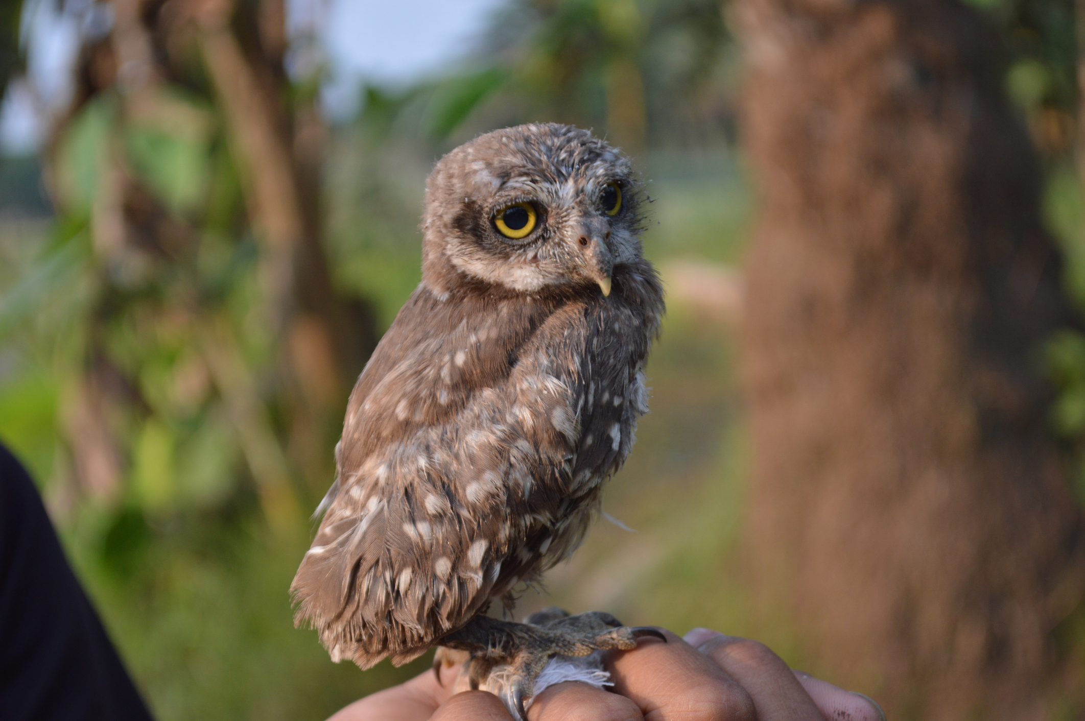<p><strong>Роден на 7, 16 или 25 - Бебето сова</strong></p>

<p>Притежавате мъдрост, която надхвърля възрастта ви, показвайки дълбоко разбиране на вътрешните истини. Управлявани от Нептун, планетата на състраданието, много хора ви възприемат като стара душа. Забелязвате детайли, които другите често пренебрегват. Наблюдателни, интроспективни и проницателни, вие резонирате с това мъдро създание на пролетта.</p>