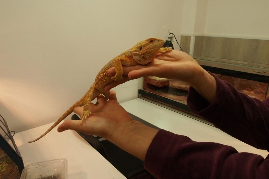 <p>Изложбата на живи тропически пеперуди Butterfly House Varna вече се превърна в едно от любимите места за почивка на граждани и туристи, които идват в града.</p>