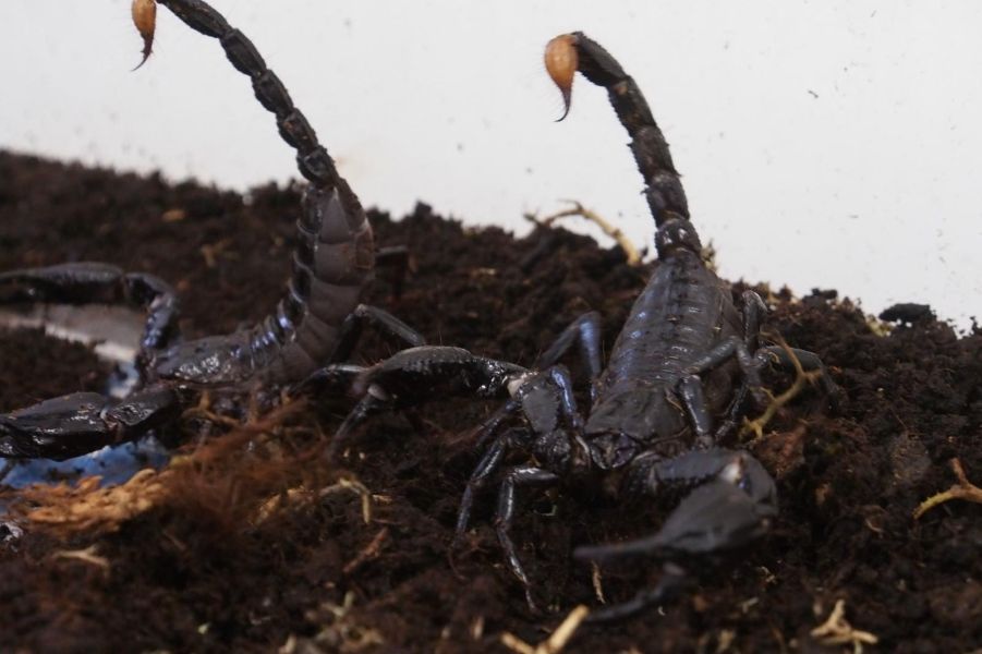 <p>Изложбата на живи тропически пеперуди Butterfly House Varna вече се превърна в едно от любимите места за почивка на граждани и туристи, които идват в града.</p>