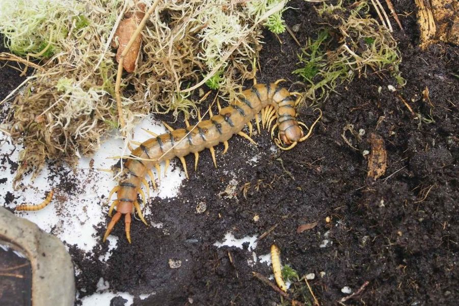 <p>Изложбата на живи тропически пеперуди Butterfly House Varna вече се превърна в едно от любимите места за почивка на граждани и туристи, които идват в града.</p>