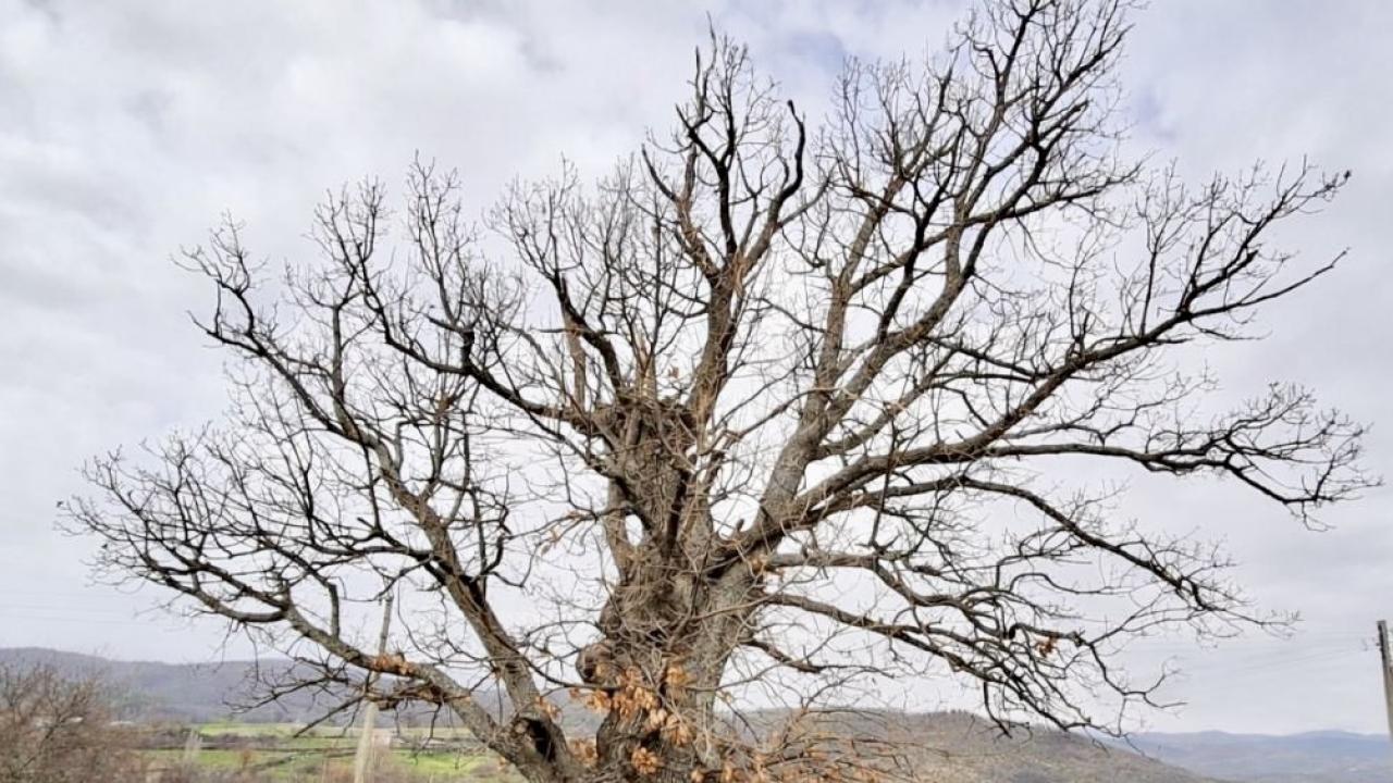 Зашитени вековни дървета