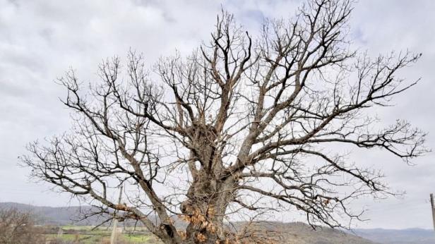 Защитиха още две вековни дървета
