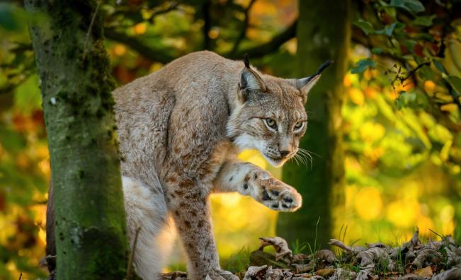 Кадър за милиони: Иберийски рис „разсмя“ света и спечели престижна награда (СНИМКА)