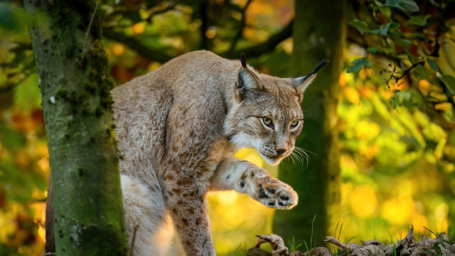 Кадър за милиони: Иберийски рис „разсмя“ света и спечели престижна награда (СНИМКА)