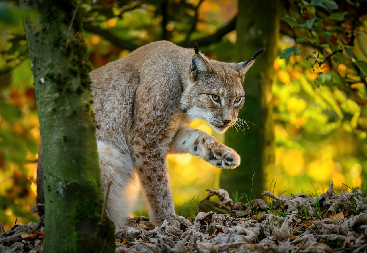 Кадър за милиони: Иберийски рис „разсмя“ света и спечели престижна награда (СНИМКА)
