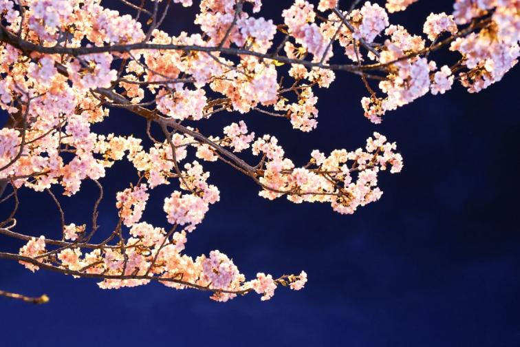 Цъфтящите вишни в Япония магията наречена сакура