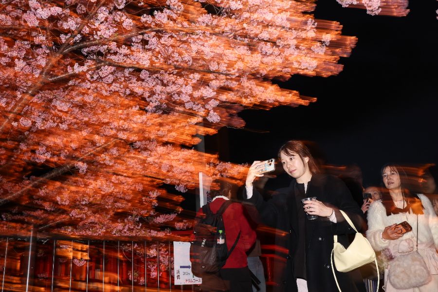 <p>Цъфтящите вишни в Япония - магията, наречена сакура.</p>