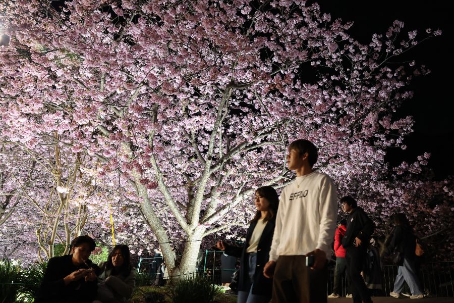 <p>Цъфтящите вишни в Япония - магията, наречена сакура.</p>