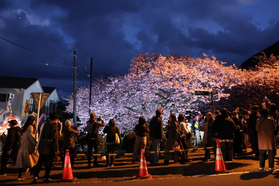 <p>Цъфтящите вишни в Япония - магията, наречена сакура.</p>