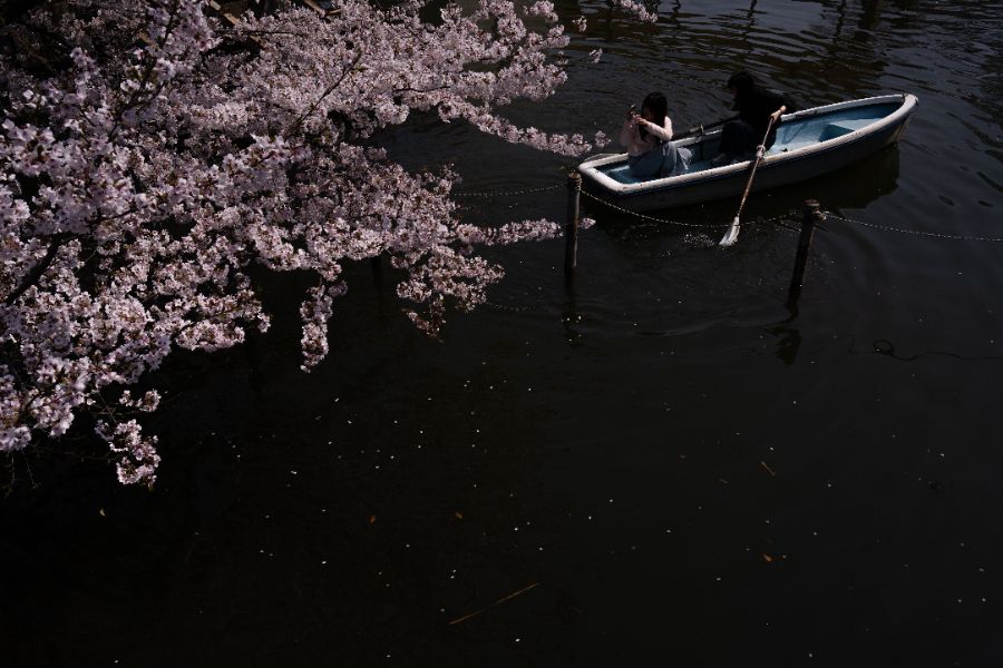 <p>Цъфтящите вишни в Япония - магията, наречена сакура.</p>