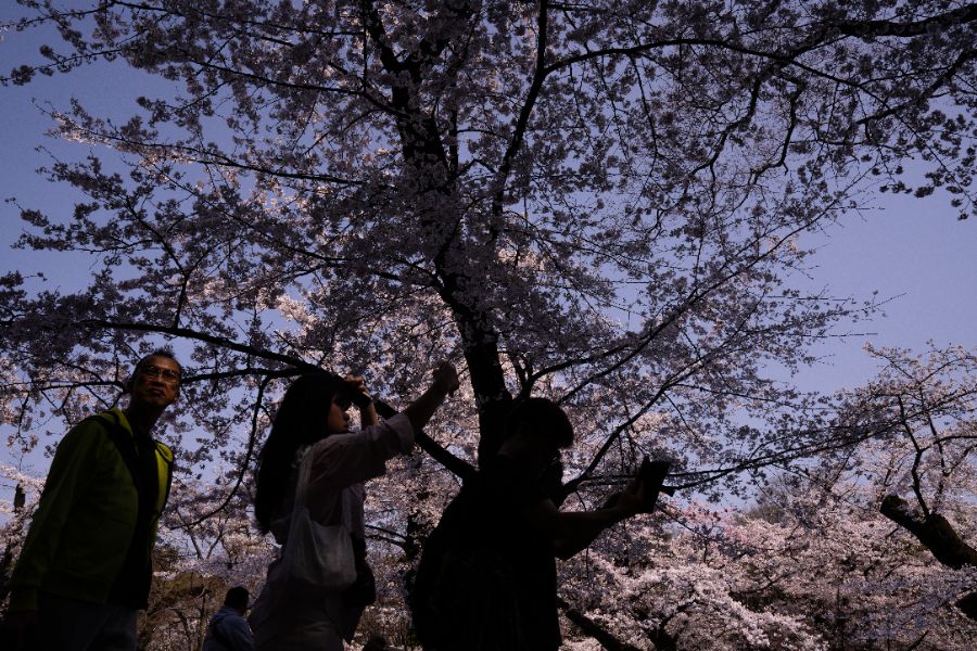 <p>Цъфтящите вишни в Япония - магията, наречена сакура.</p>