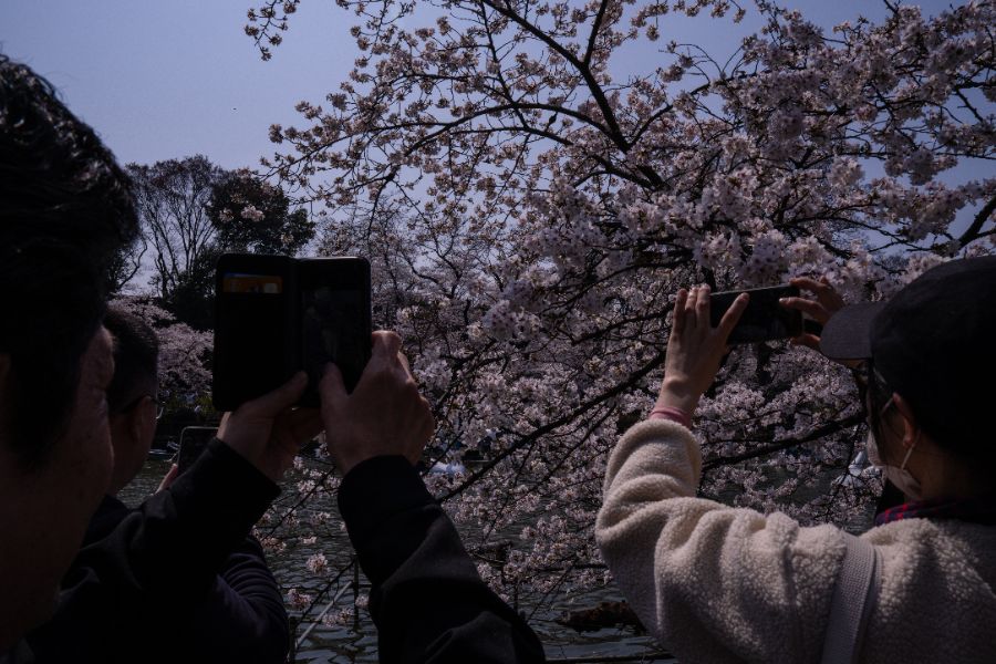 <p>Цъфтящите вишни в Япония - магията, наречена сакура.</p>