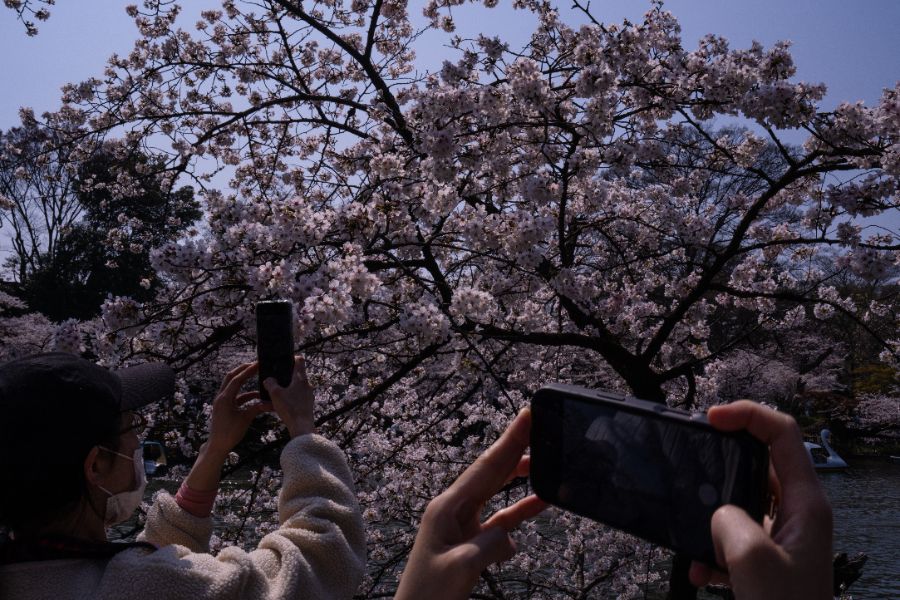 <p>Цъфтящите вишни в Япония - магията, наречена сакура.</p>