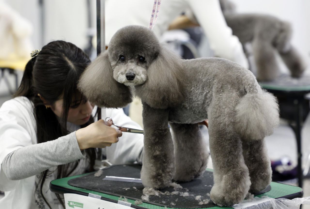 <p>Юбилейното 15-о изложение Interpets Tokyo 2026 в Tokyo Big Sight ще събере стотици изложители и топ стилисти, поставяйки основен акцент върху професионалния груминг и иновативните продукти за разкрасяване на домашни любимци.</p>