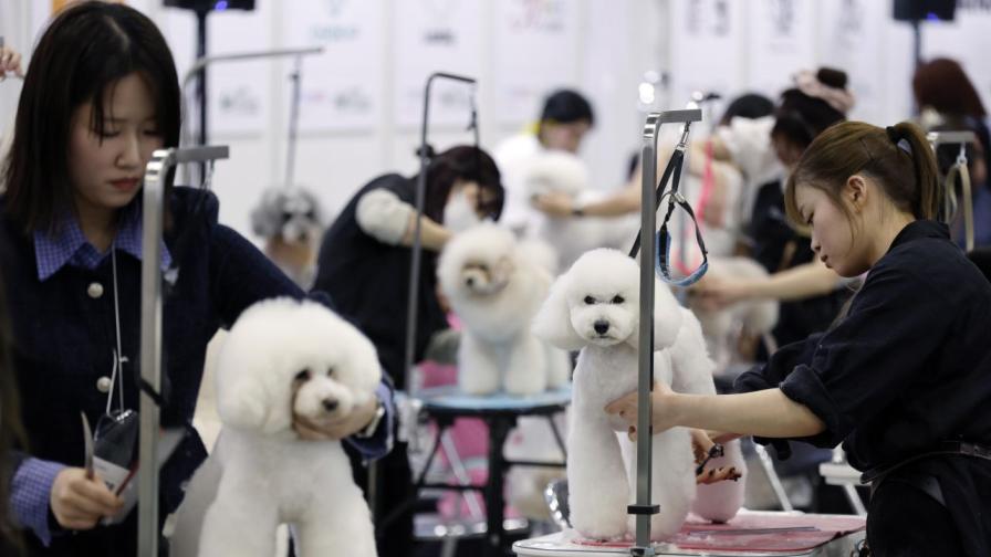 Висша мода за четириноги: Interpets 2026...