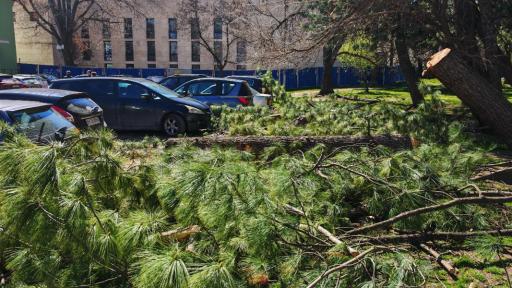 Щети в София след бурния вятър, паднали дървета и смачкани коли