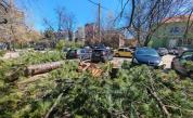 Хаос след силния вятър в столицата - паднали дървета и смачкани коли