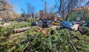 Хаос след силния вятър в столицата - паднали дървета и смачкани коли