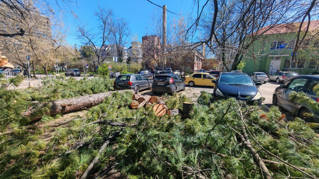 Хаос след силния вятър в столицата - паднали дървета и смачкани коли