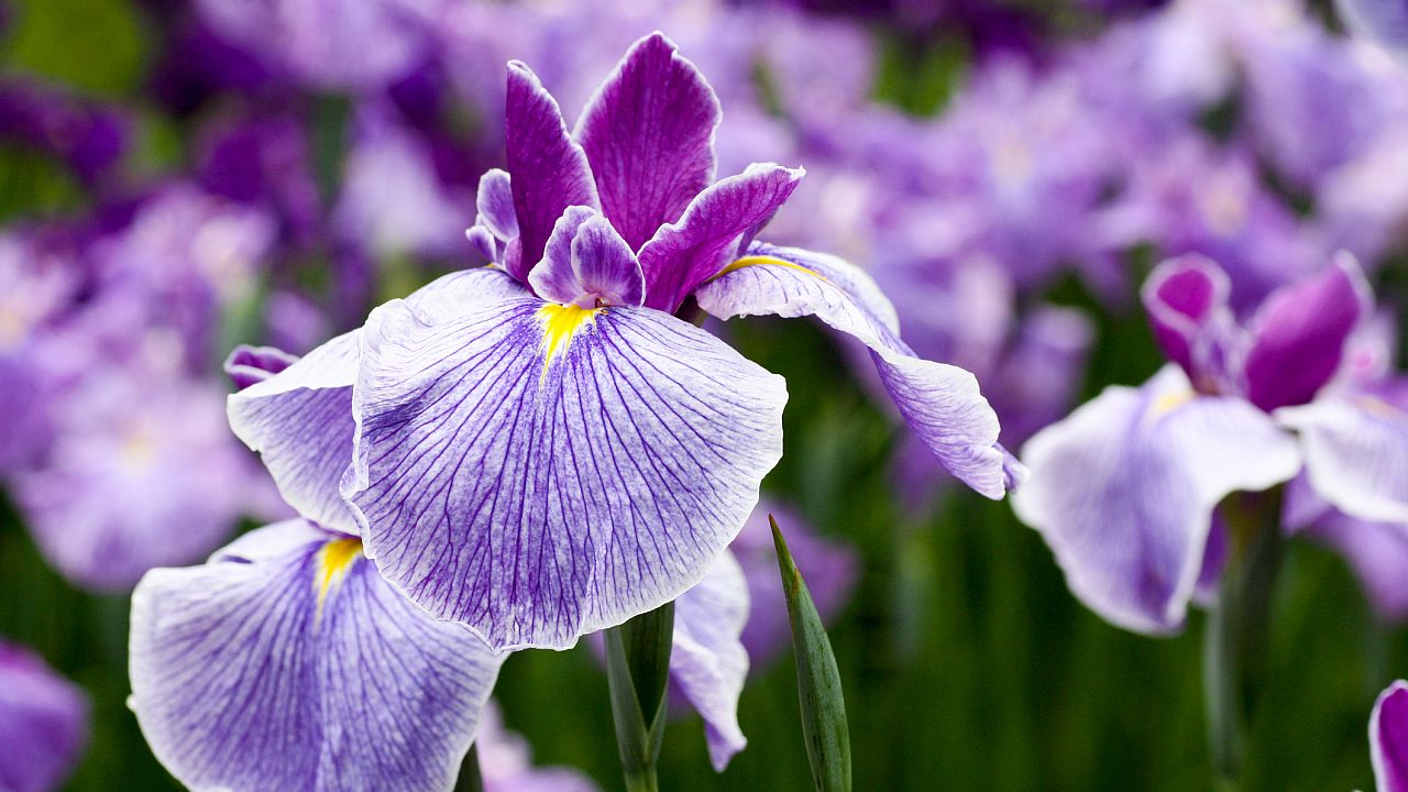 <p><strong>Водолей: Ирис</strong></p>

<p>Водолей е представен от ярко сияещия ирис, който се среща в разнообразие от цветове &ndash; разнообразие, което Водолеят защитава! Ирисът е вдъхновение за художници и писатели през вековете, отражение на способността на Водолея да вдъхновява чрез своята индивидуалност.</p>