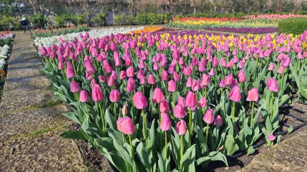 Парад на лалетата в Балчик