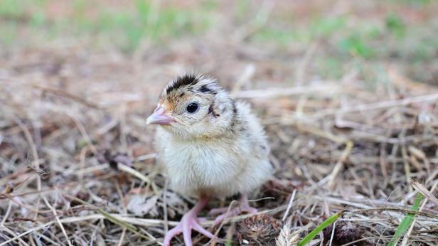 Как се излюпват фазаните