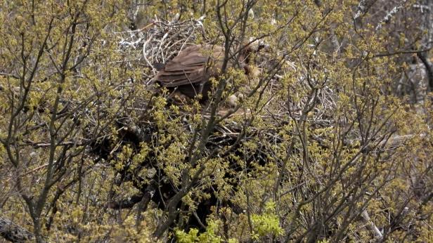 Картали отново се размножават в Източните Родопи