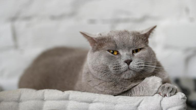 Котаракът Румен