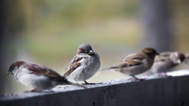С 50% по-малко врабчета за последните 10 години