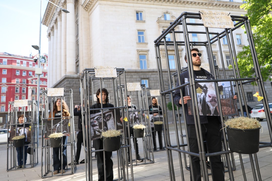 <p>Пред сградата на Народното събрание се провежда протест срещу отглеждането на телета в клетки.</p>