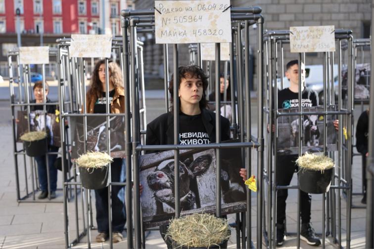 протест телета