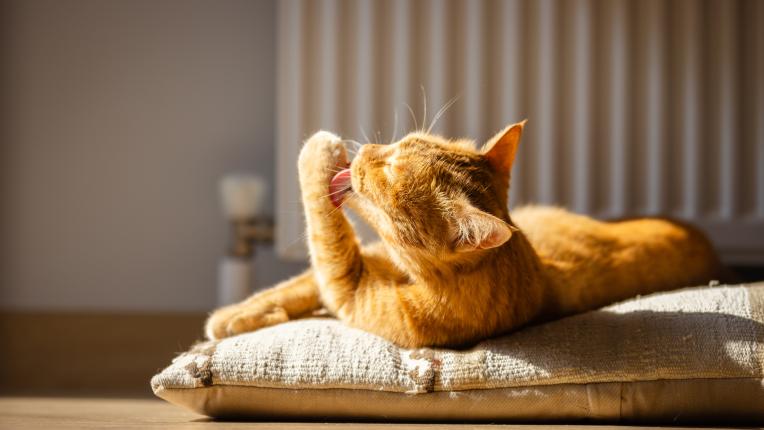 Котка