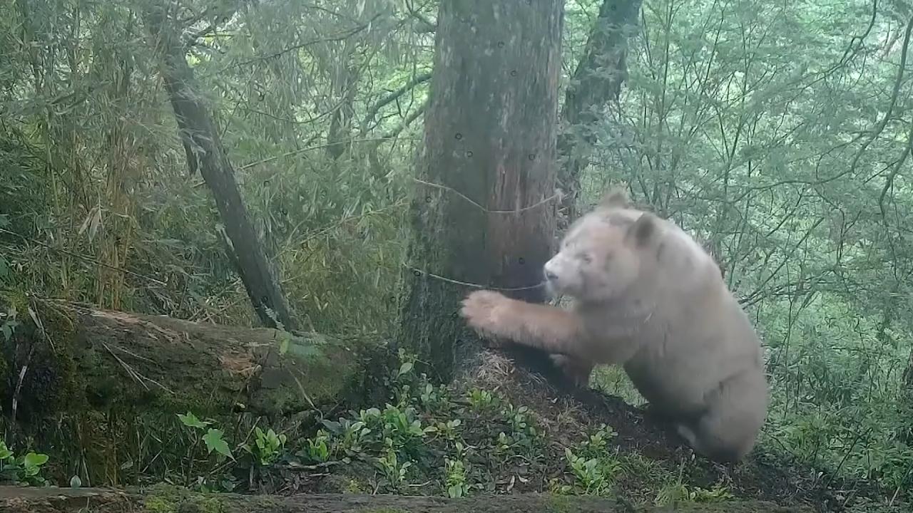 Дива бяла панда