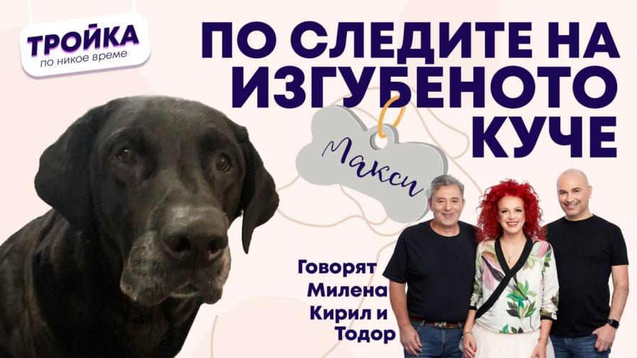 По следите на изгубеното куче