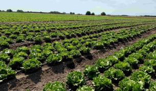 Над 2,2 млн. български салати и айсберг ще достигнат до клиентите на Kaufland през тази година