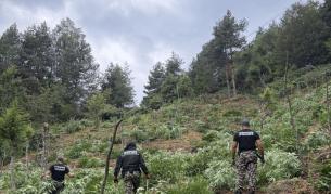 Удар на „Гранична полиция“: Унищожиха над 3,2 тона канабис в Пирин и Огражден