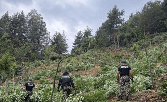 Удар на „Гранична полиция“: Унищожиха над 3,2 тона канабис в Пирин и Огражден