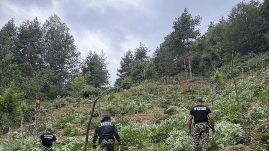Удар на „Гранична полиция“: Унищожиха над 3,2 тона канабис в Пирин и Огражден