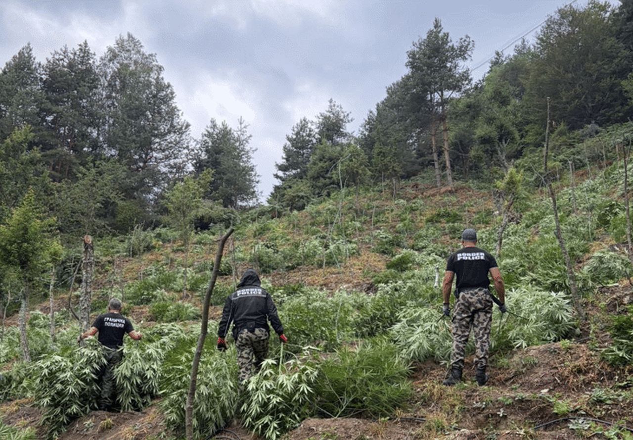 Удар на „Гранична полиция“: Унищожиха над 3,2 тона канабис в Пирин и Огражден