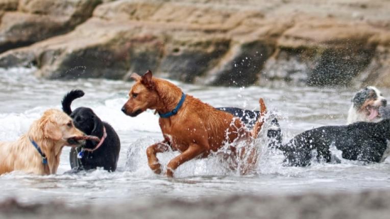 куче домашен любимец ваканция море плаж водорасли токсини топлинен удар