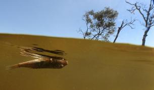 Това е участта на истинските риби вследствие на петролен разлив.