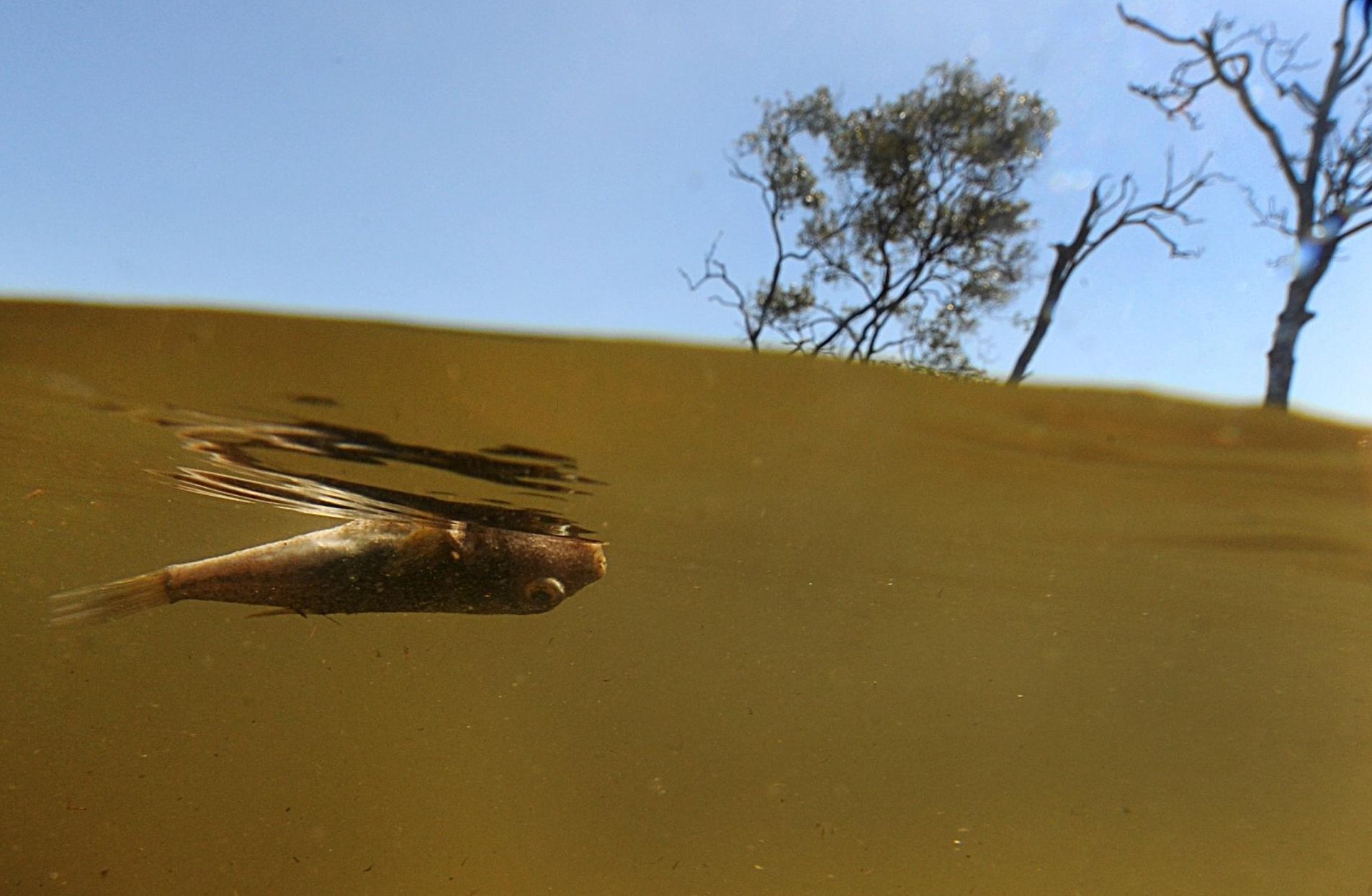 Риби роботи ще откриват замърсявания