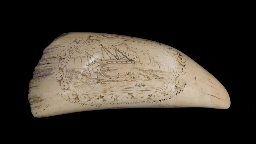 Гравиран китов зъб от пътешествието на Дарвин на търг