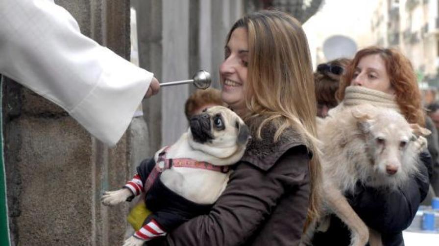 В Испания път традиционно благославят кучетата по време на празника на техния светец патрон.