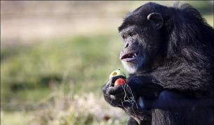 Маймунски бизнес: Месо за секс