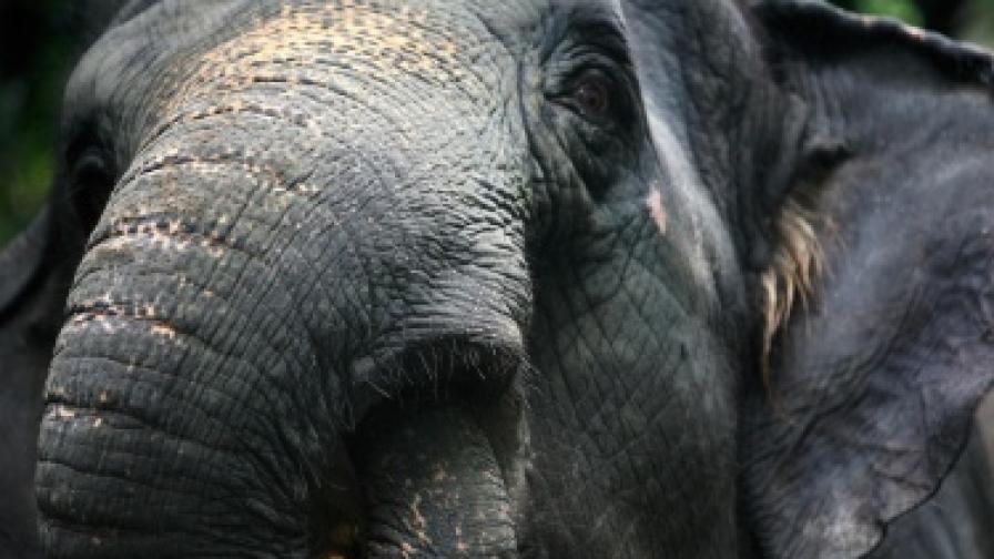 Близките отношения с представители на същия пол са характерни за слоновете
