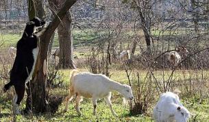 В "Гугъл" работят кози