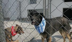 23% по-малко били бездомните кучета в София