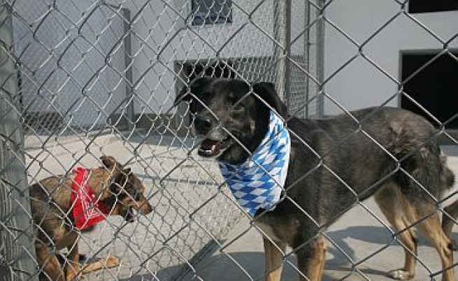 23% по-малко били бездомните кучета в София
