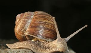 Охлювите са бързи, твърди производител